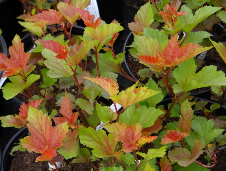 Zaļais Irbeņlapu fizokarps. Physocarpus opulifolius. Krūmu sēklas.